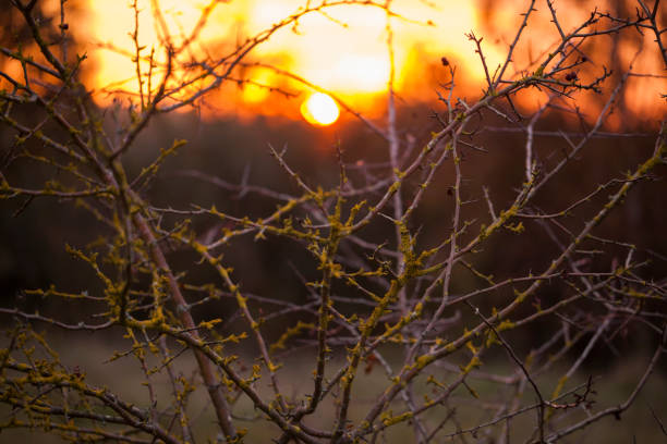 Beautiful autumn sunset on foliage in the UK.