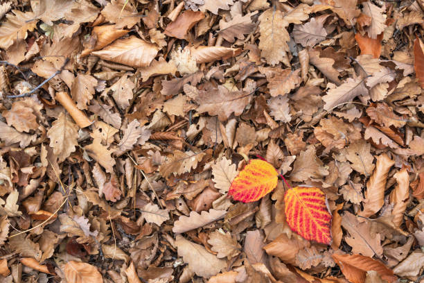 Dry autumn leaves in the forest