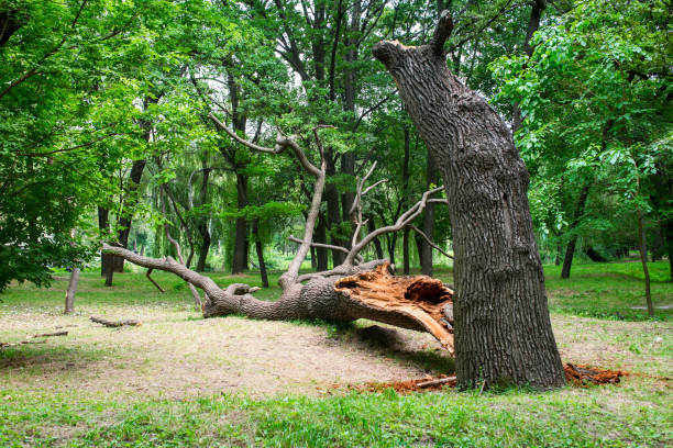 daños por tormenta. el árbol caído en el parque después de una tormenta - tree removing house damaged fotografías e imágenes de stock