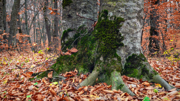istock Thick trunk of an old tree in autumn forest 1283195422