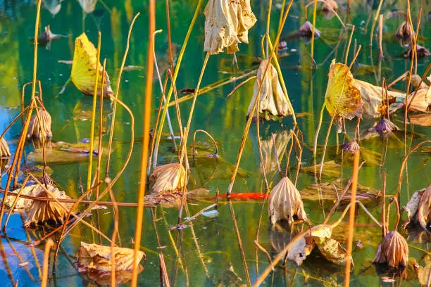 Photo of Lotus pond in autumn