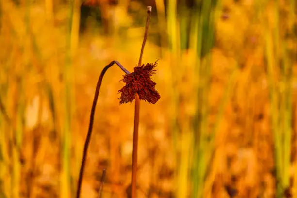 Photo of Lotus pond in autumn