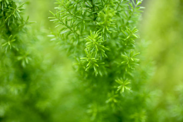 istock Nature Living Wallpaper 1283197353