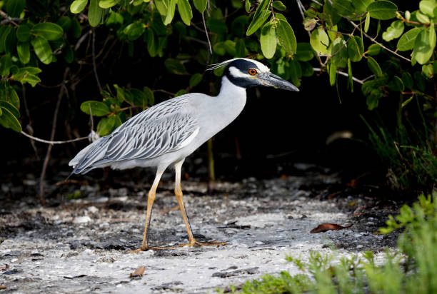 Yellow-crowned Night-heron (Nyctanassa violacea) adult walking on mud below mangroves\