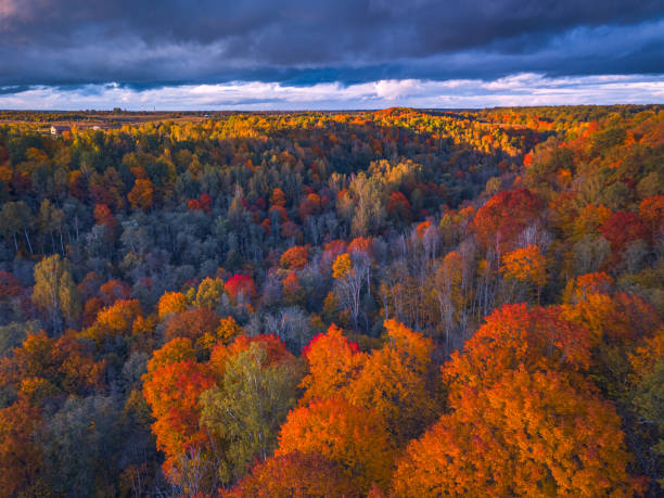 istock Drone view of colorful tree tops, Lithuania 1283198101
