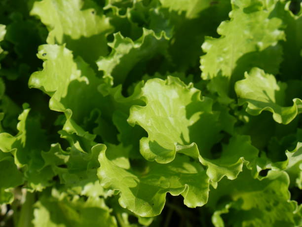 istock Farming vegetables. Organic and healthy. 1283198105