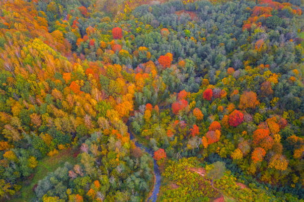 istock Drone view of colorful tree tops, Lithuania 1283198111