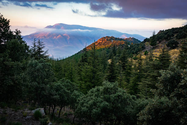 forêt dans les alpujarras de grenade - las alpujarras photos et images de collection