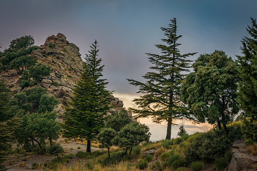 Landscape of trees with a mountain peak in the background in the Alpujarra, Granada.