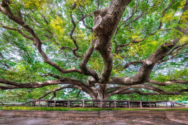 istock Large Samanea saman tree with branch in Kanchanaburi, Thailand. 1283200012
