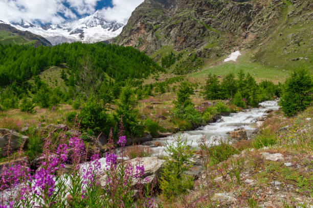 istock Fast mountain river Torrenbach above 2000m in Saas-Fee, Switzerland 1283203931