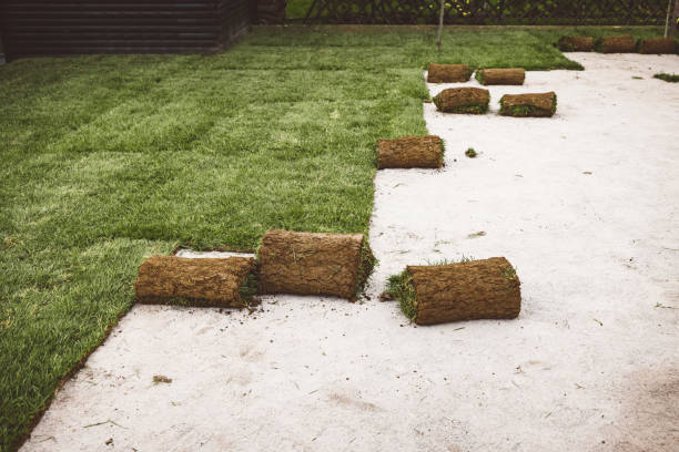 new lawn coming together - sod rolls - sod field imagens e fotografias de stock