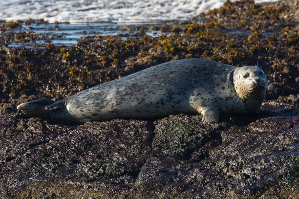 istock Harbor Seals Sunbathing Along Highway 1 1283208166