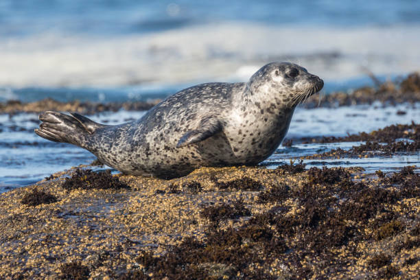 istock Harbor Seals Sunbathing Along Highway 1 1283208271