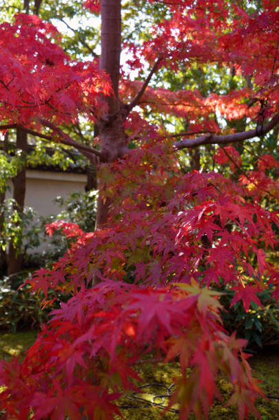 istock red  autumnal leaves 1283208673