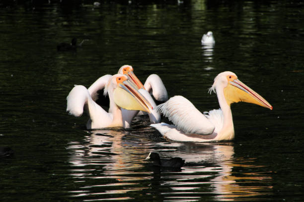 istock A view of some Pelicans in London 1283209693