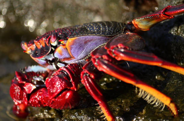 istock Closeup of beautiful red crab 1283210597