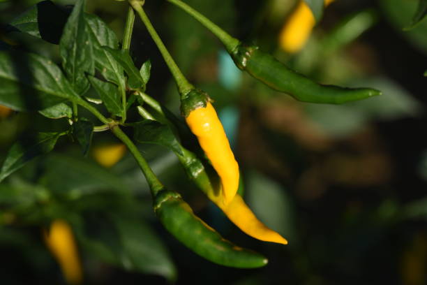 istock Chilli pepper cultivation / Yellow chilli peppers 1283211219