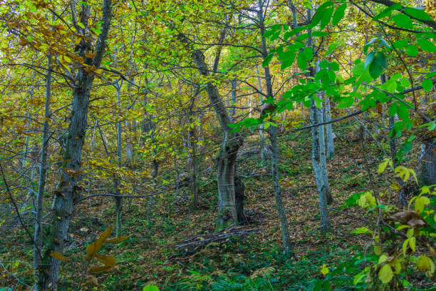 Grove In Forest 14,400+ Forest Underbrush Stock Photos, Pictures & Royalty-Free Images ...