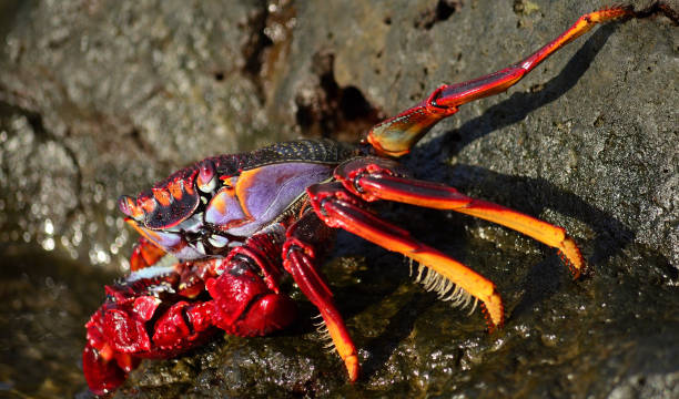 istock Red crab in foreground on the rocks 1283212031