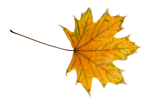 istock colorful autumn maple leaf isolated on white background 1283212351