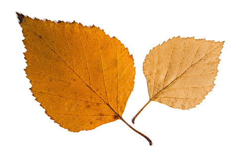 Autumn yellow leaf on white background