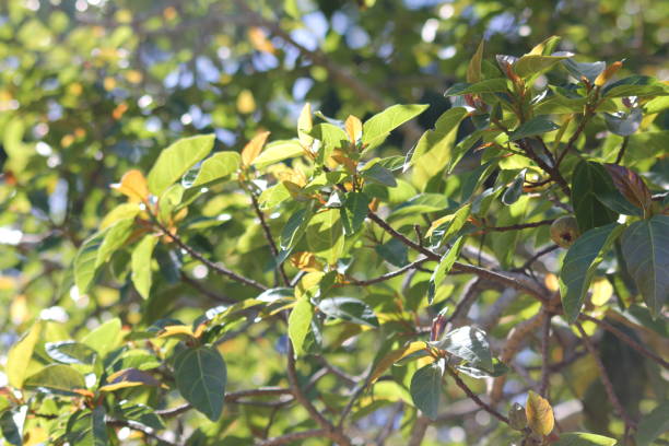 istock Natural sunlight shining off beautiful tree leaves 1283212995