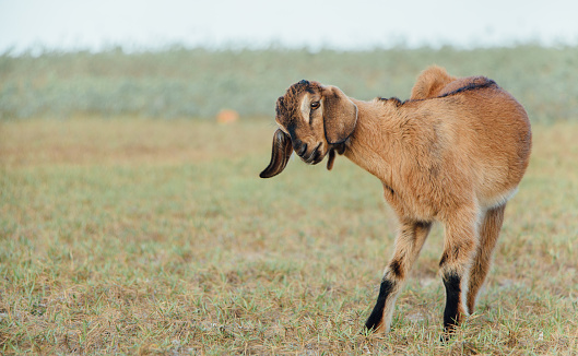 Brown goat in field, free. Steep goats.Goats eating grass,Goat on a pasture,Little goat portrai