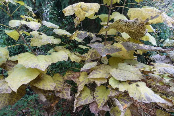 Catalpas in autumn  Fall foliage