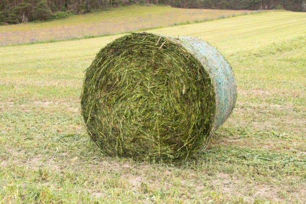 istock A hay bale in a field in summer 1283215476