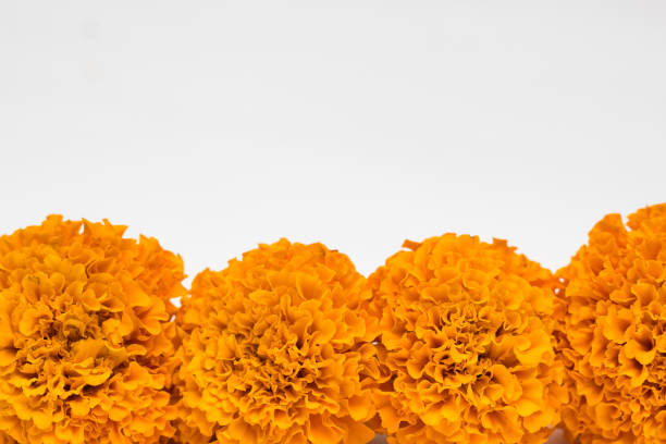 Flores De Cempasúchil Sobre Fondo Blanco Decoración Para El Día De Muertos En México Foto de stock y más banco de imágenes de Caléndula Africana - iStock Flores De Cempasúchil Sobre Fondo Blanco Decoración Para El Día De Muertos En México Foto de stock y más banco de imágenes de Caléndula Africana - iStock