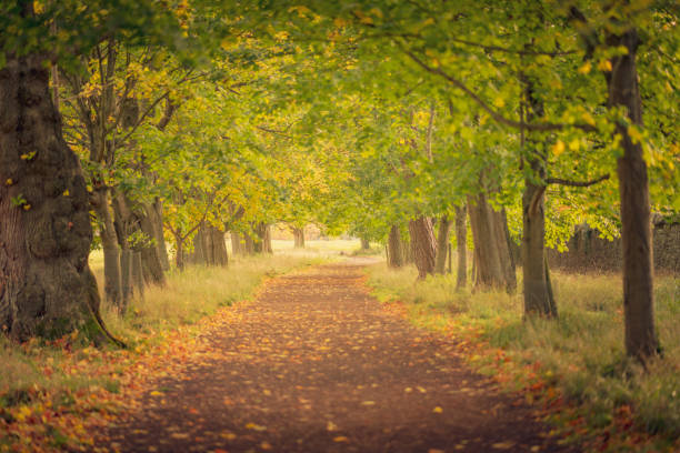 istock Autumn tree lined walking trail with leaves on ground 1283216042