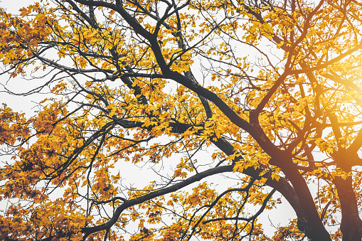 Close-up of orange, yellow and green Maple Leaves backlit by the sun in Autumn with a defocused background