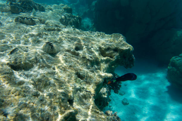 istock The wonderful sea life 1283217055
