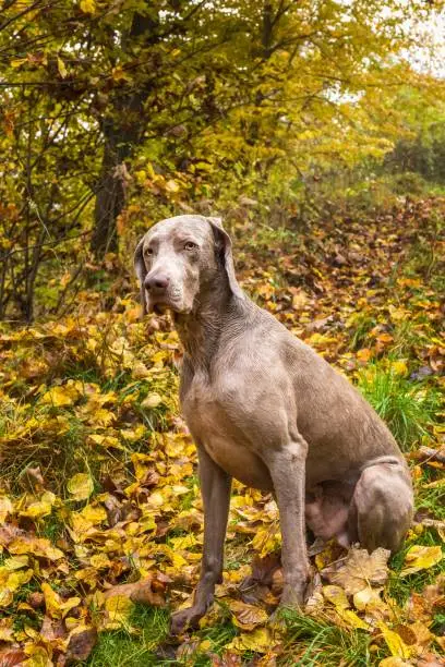 Wet Weimaraner in the autumn forest. Hunting dog on the hunt. Gray dog. Hunting dog breed.