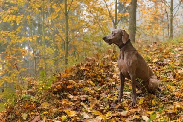 Wet Weimaraner in the autumn forest. Hunting dog on the hunt. Gray dog. Hunting dog breed.