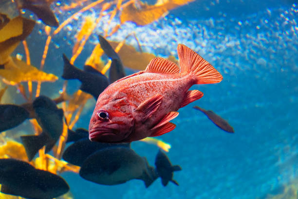 Saltwater fish in aquarium.