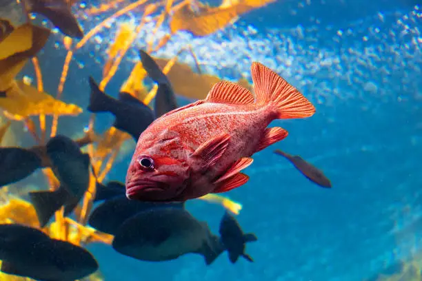 Red snapper fish swimming underwater in kelp forest.