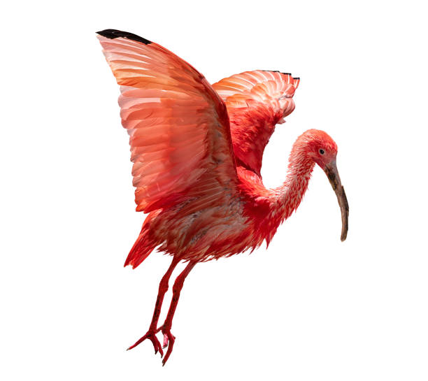 scharlach ibis, eudocimus ruber, roter vogel, der im flug abzieht, mit ausgebreiteten flügeln. isoliert auf weißem hintergrund. - scharlachsichler stock-fotos und bilder