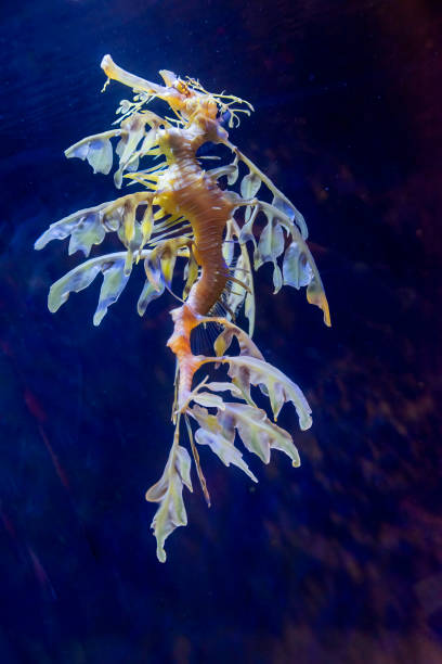 istock Leafy sea dragon (Phycodurus eques). The leaf-like protrusions serve as camouflage. 1283217909