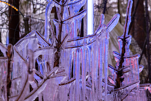 Ice covered tree branch in winter in nature with violet light. Beauty in nature.