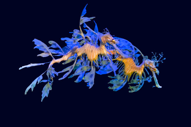 istock Two Leafy sea dragon (Phycodurus eques). The leaf-like protrusions serve as camouflage. 1283218529