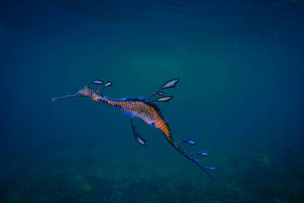 Common seadragon or weedy seadragon (Phyllopteryx taeniolatus) drifting in the sea. Small leaf-like appendages provide camouflage.