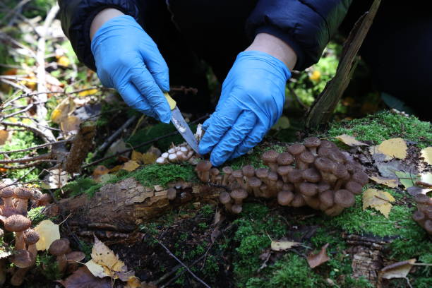 istock Mushroom picker cuts mushrooms with a knife 1283219019