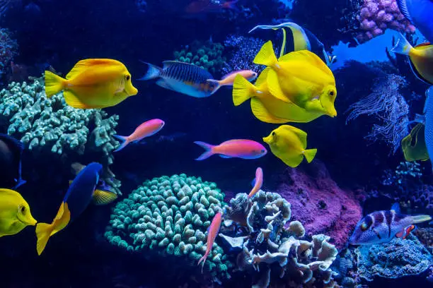 Photo of A variety of tropical fish swimming among coral reef.