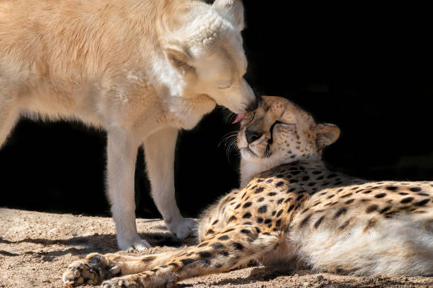 Unlikely Animal Friends Stock Photos, Pictures & Royalty-Free Images -  iStock