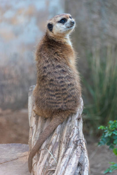 istock Meerkat sitting (Suricata suricatta) on a tree stump, looking to the side. 1283219318