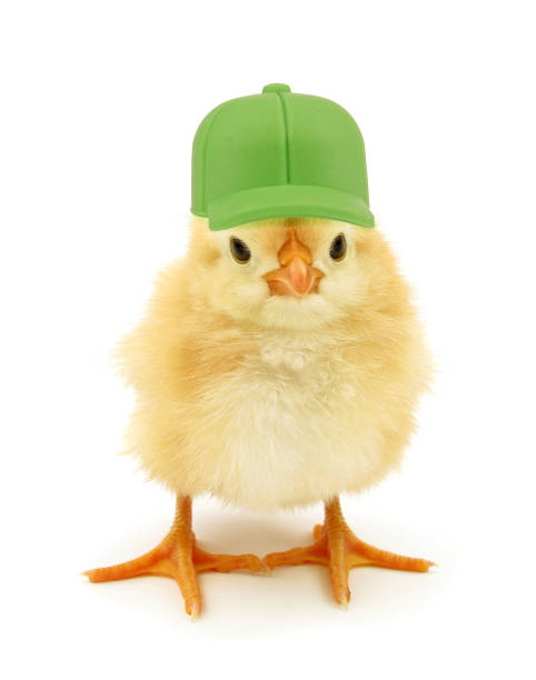 istock Cute chick with green cap funny conceptual photo 1283220320