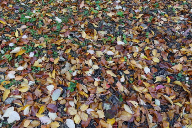 istock Fall foliage on the ground  Variegated foliage  Forest 1283221010