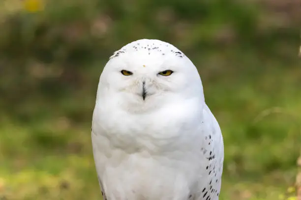 Photo of Beautiful standing portrait of the snowy owl